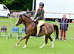 Welsh Section B Mare