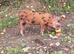 8wk old Pure Oxford Sandy Black pigs M&F