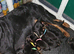 Last female rottweiler puppy left kc reg