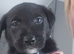 Labadoodle cross border collie