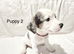 Jack Russell Puppys, HURRY x3 LEFT, Quality Bloodlines