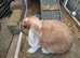 Female mini lop