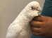 Hand reared beared eyed cockatoo