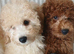 Miniature Poodle.