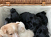 Scottish Terrier Puppies for Sale