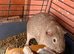 3 male Guineapigs