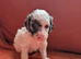 Toy Cavapoo Puppies Ready 13th July