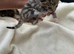 Male kitten