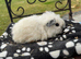 Texel boy guinea pigs