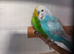 breeding age cock budgies