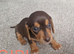 Beautiful true to size Miniature Dachshunds