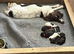 Eight Beautiful Sprocker Puppies Available