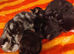 Luxury perdoll kittens