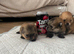 Pomeranian puppy's