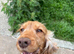 7 year old female cocker spaniel
