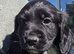 Beautiful Cocker Spaniel Puppies looking for loving homes.
