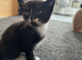 4 beautiful kittens looking for their forever home