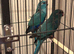 Kakariki parakeet