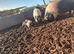 British pure bread Saddleback weaners