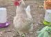 Barn mix rooster