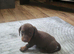 Minuture Dachsund