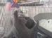 Scottish Fold x British Shorthair Kittens Looking for Their Forever Homes