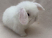 Beautiful mini lop babies