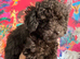 Black pure breed toy poodle