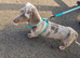 A miniature dachshund, five months old.