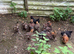Gold Partridge Brahma chicks