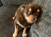 Stunning girl chihuahua needs 5 star home