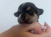 Chihuahua puppies for sale