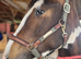 Super quality Irish cob mare