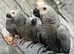 Hand-Rearing Friendly Baby Super Tame Cuddly African Grey Parrot,19