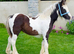 &ldquo;Gawbridge Tiger~Lilly&rdquo;