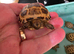 Baby horsefield tortoise for sale