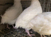 Jumbo quail MALES