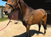 Lovely Irish Draught x Warmblood Mare