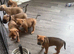 American Bulldog X Bullmastiff