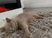 Beautiful lilac british-shorthair girl British Shorthair