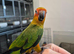 Hand reared sun conures very tame ready now