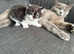 Kitten for sale