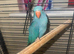 Hand reared ringneck