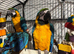 STUNNING blue and gold macaw baby&rsquo;s