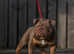 STUD! BRONX British Bulldog! Full Suited Lilac + Tan