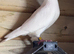 White Hen
