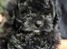 Pomapoo F1b Puppies,Absolutely Beautiful. Very Rare
