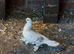 Best types of pigeons