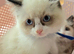 Fluffy Ragdoll kittens