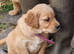 Male working stock dark coloured Golden Retriever